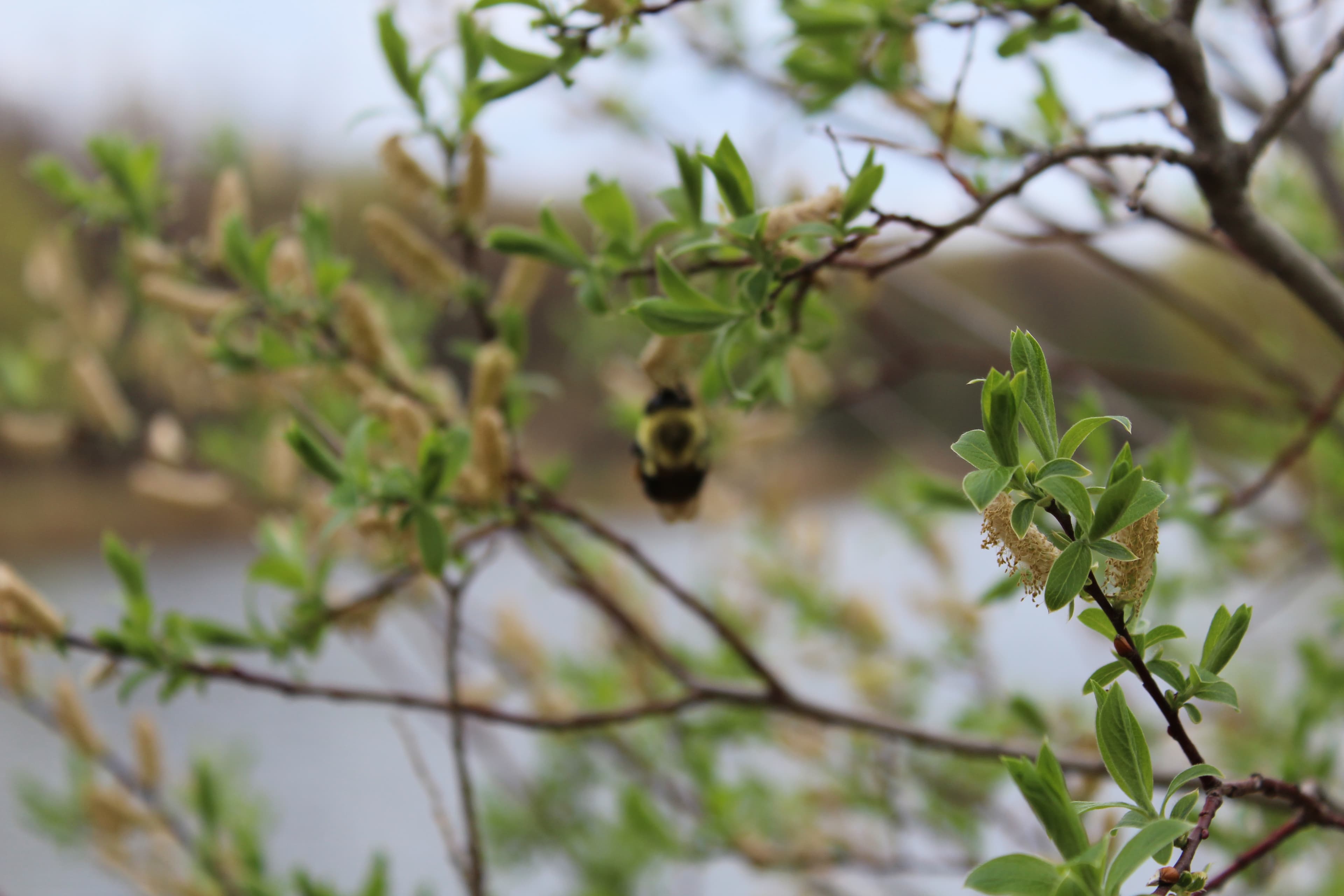 close-up of a bee